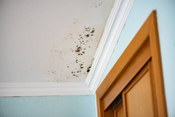 Trusted Sacred Heart University, CT Mold Removal Experts